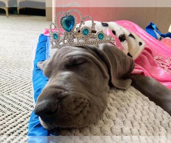 Medium Photo #1  Breeder Profile in TRAIL, OR, USA