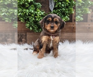 Cavapoo Dog Breeder in LOOGOOTEE,  USA