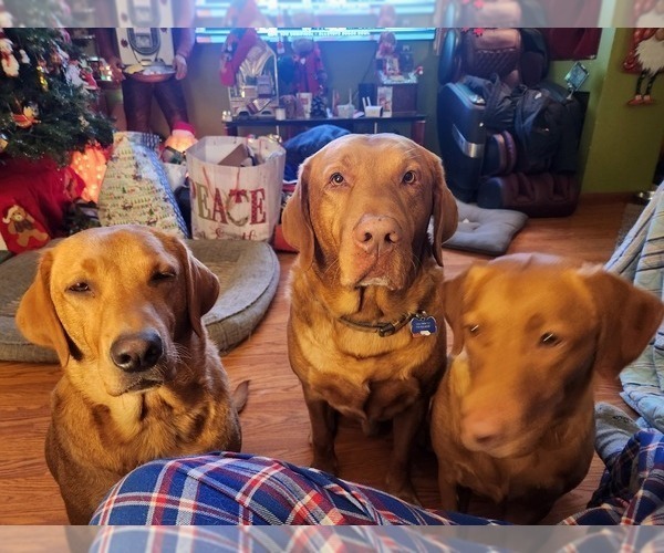 Medium Photo #3  Breeder Profile in BUFFALO, NY, USA