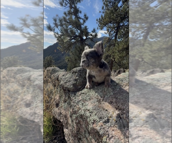 Medium Photo #4  Breeder Profile in LAKEWOOD RANCH, FL, USA