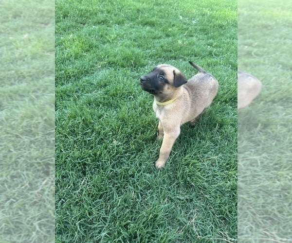 Medium Photo #10  Breeder Profile in ATHENS, AL, USA