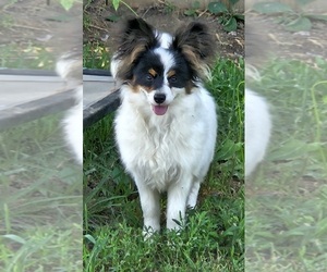 Papillon Dog Breeder near FULTON, MO, USA