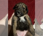 Small #4 Breeder Profile image