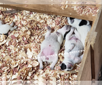 Small #29 Breeder Profile image