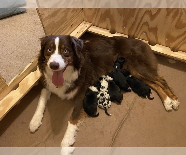 Medium Photo #1  Breeder Profile in AUGUSTA, GA, USA