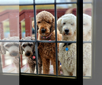 Small #6 Breeder Profile image