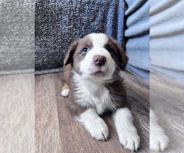 Medium Photo #43  Breeder Profile in HARRISON, OH, USA