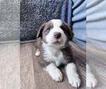 Small #42 Breeder Profile image