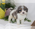 Small #16 Breeder Profile image