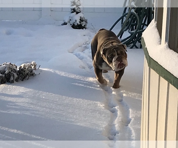 Medium Photo #23  Breeder Profile in KEENESBURG, CO, USA
