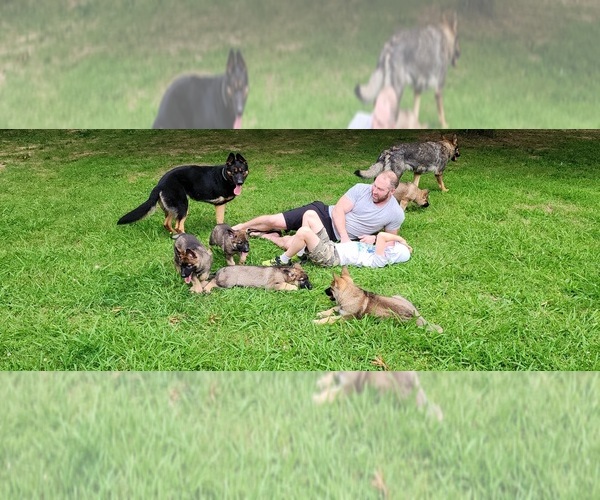 Medium Photo #39  Breeder Profile in HUMBOLDT, TN, USA