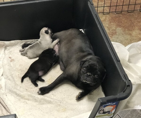 Medium Photo #1  Breeder Profile in RAYMOND, MS, USA