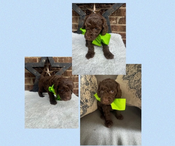 Medium Photo #4  Breeder Profile in CHARLOTTE, NC, USA
