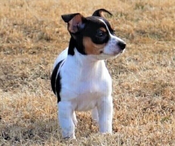 Medium Photo #13  Breeder Profile in CLAREMORE, OK, USA