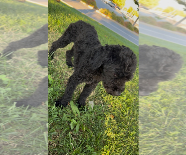 Medium Photo #16  Breeder Profile in BURLINGAME, CA, USA