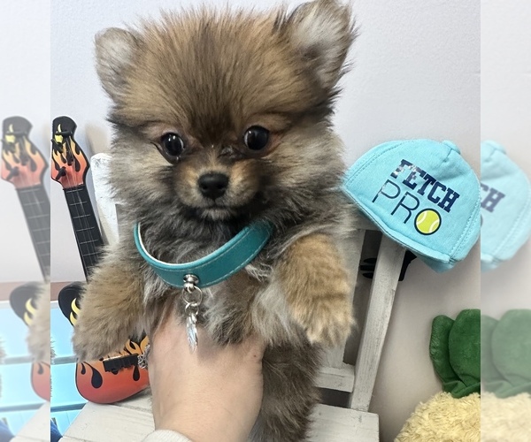Medium Photo #7  Breeder Profile in GLEN ALLEN, VA, USA