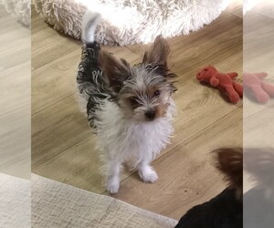 Yorkshire Terrier Dog Breeder near JAMAICA, IA, USA