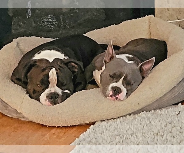 Medium Photo #1  Breeder Profile in OLYMPIA, WA, USA