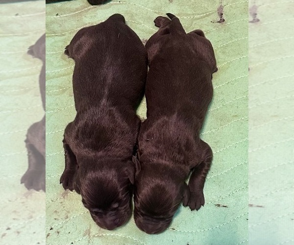 Medium Photo #18  Breeder Profile in LEXINGTON, SC, USA