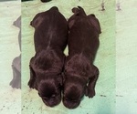 Small #17 Breeder Profile image
