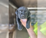 Small #15 Breeder Profile image