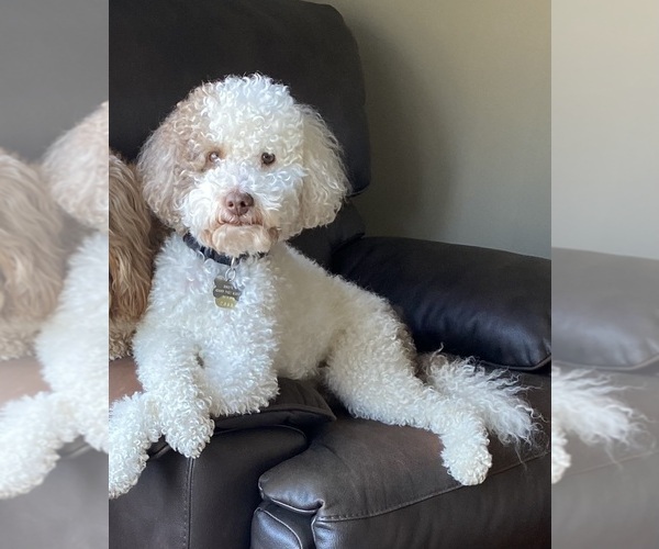 Medium Photo #2  Breeder Profile in MIDDLEBORO, MA, USA