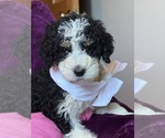 Small #4 Breeder Profile image