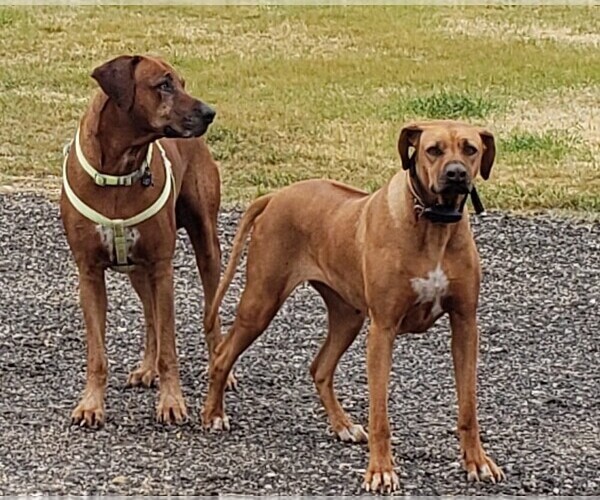 Medium Photo #1  Breeder Profile in LOCKHART, TX, USA