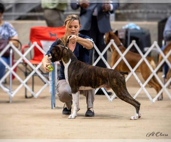 Medium Photo #7  Breeder Profile in CLEVELAND, TX, USA