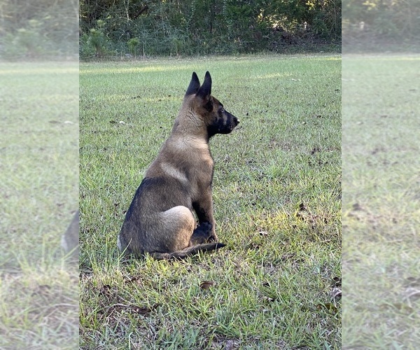 Medium Photo #21  Breeder Profile in AIKEN, SC, USA