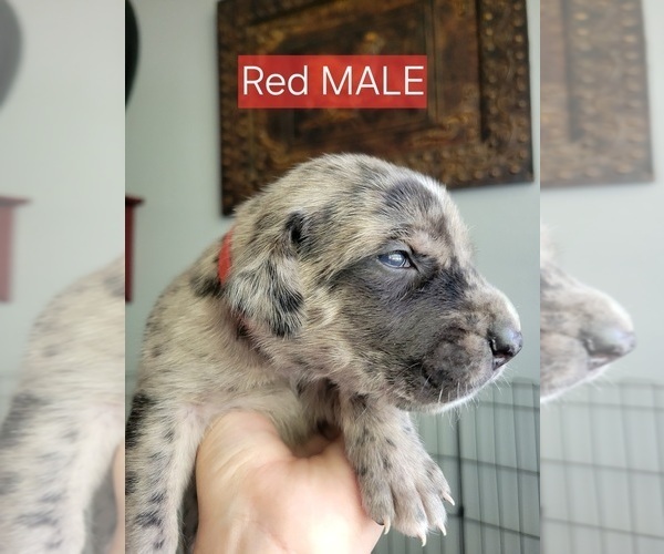 Medium Photo #27  Breeder Profile in MONTEVIEW, ID, USA
