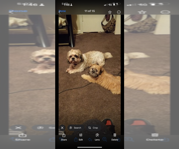 Medium Photo #1  Breeder Profile in ESSEX, MD, USA
