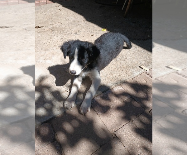 Medium Photo #1  Breeder Profile in SACRAMENTO, CA, USA