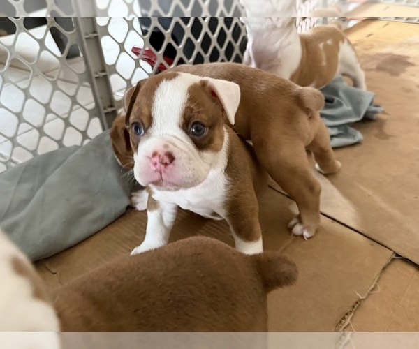Medium Photo #3  Breeder Profile in HAMMOND, IN, USA