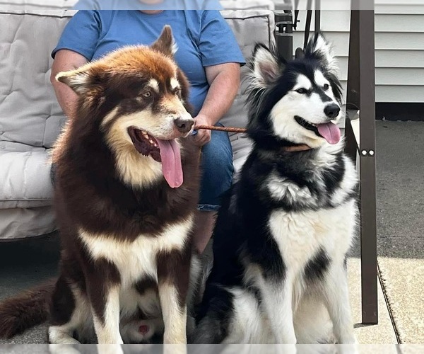 Medium Photo #1  Breeder Profile in PLAINVIEW, MN, USA