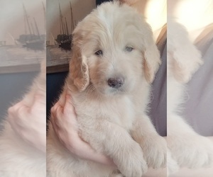 Goldendoodle-Newfoundland Mix Dog Breeder near PERU, IN, USA