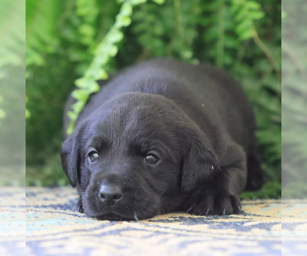 Medium Photo #4  Breeder Profile in DINWIDDIE, VA, USA