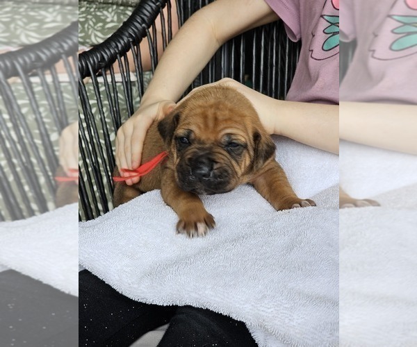 Medium Photo #5  Breeder Profile in BUMPASS, VA, USA