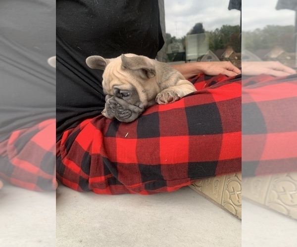 Medium Photo #9  Breeder Profile in CLAY, MI, USA