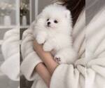 Small #2 Breeder Profile image