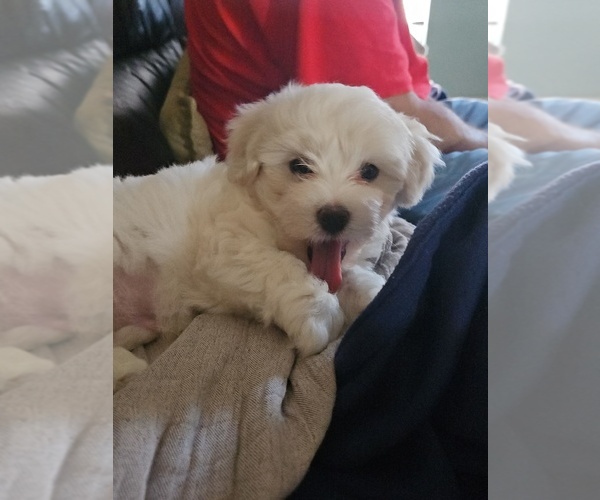 Medium Photo #2  Breeder Profile in FORT MYERS, FL, USA