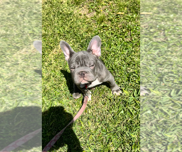 Medium Photo #1  Breeder Profile in GENTILLY, LA, USA