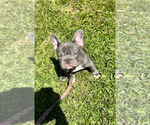 Small breeder photo