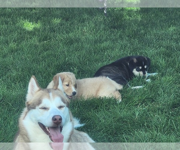 Medium Photo #1  Breeder Profile in JOHNSTOWN, CO, USA