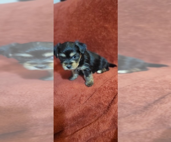 Medium Photo #309  Breeder Profile in AKRON, OH, USA