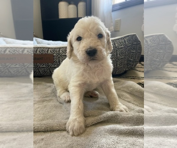 Medium Photo #1  Breeder Profile in MARSHFIELD, MO, USA