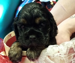 Cocker Spaniel Dog Breeder near GRAHAM, WA, USA