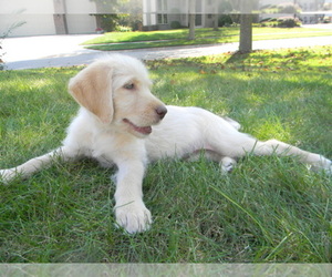 Labradoodle Dog Breeder near LEO, IN, USA