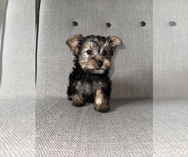 Medium Photo #1  Breeder Profile in STOCKTON, CA, USA