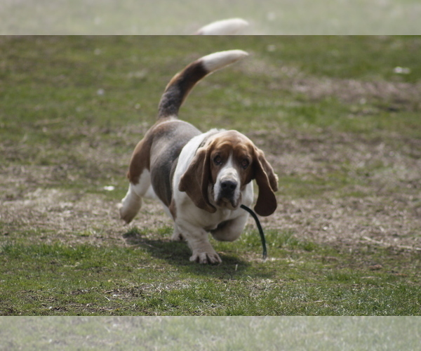 Medium Photo #1  Breeder Profile in MEMPHIS, MO, USA